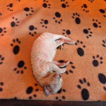 chaton Devon Rex Chatterie de l'arche de Vicky