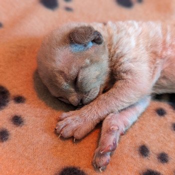 chaton Devon Rex Chatterie de l'arche de Vicky