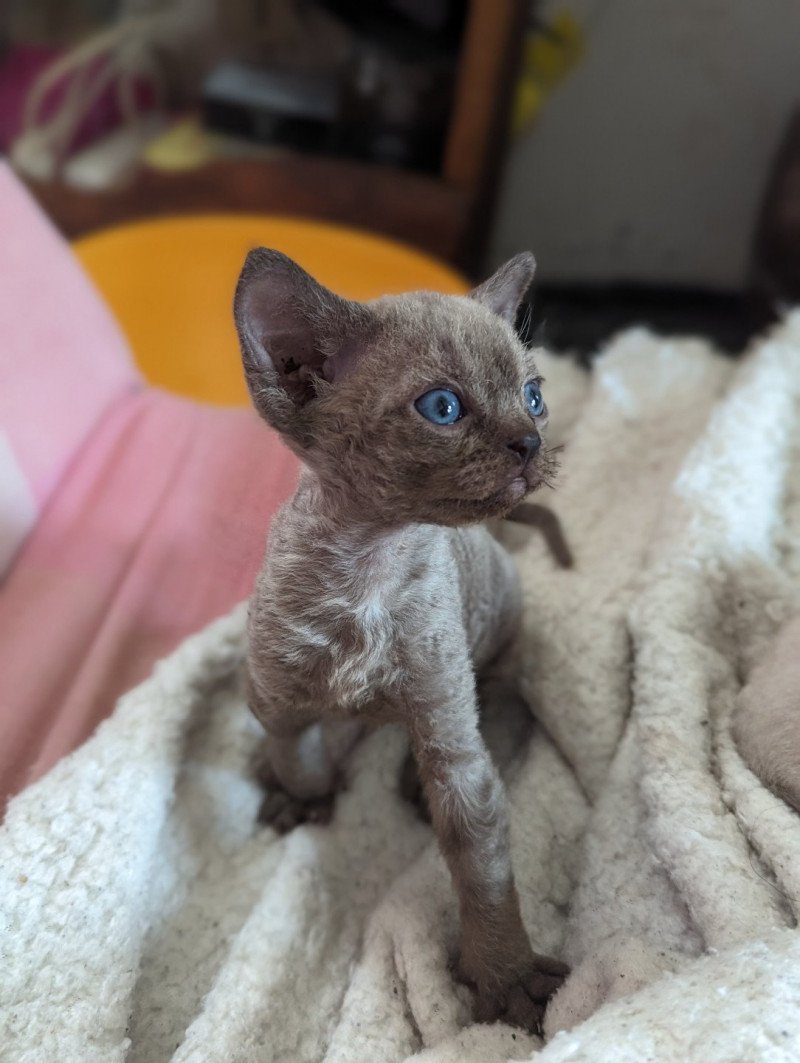 Uthyr de l'arche de Vicky Mâle Devon Rex