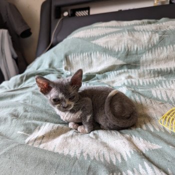 chaton Devon Rex blue & blanc Zeus Chatterie de l'arche de Vicky chaton Devon Rex blue & blanc Zeus Chatterie de l'arche de Vicky