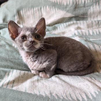 chaton Devon Rex blue & blanc Zeus Chatterie de l'arche de Vicky chaton Devon Rex blue & blanc Zeus Chatterie de l'arche de Vicky