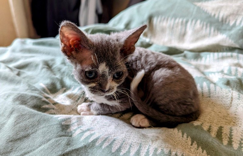 Zeus de l'arche de Vicky Mâle Devon Rex