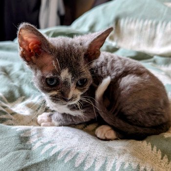 chaton Devon Rex blue & blanc Zeus Chatterie de l'arche de Vicky chaton Devon Rex blue & blanc Zeus Chatterie de l'arche de Vicky
