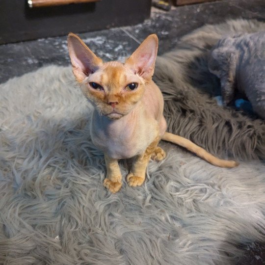 Vice versa de l'arche de Vicky Mâle Devon Rex