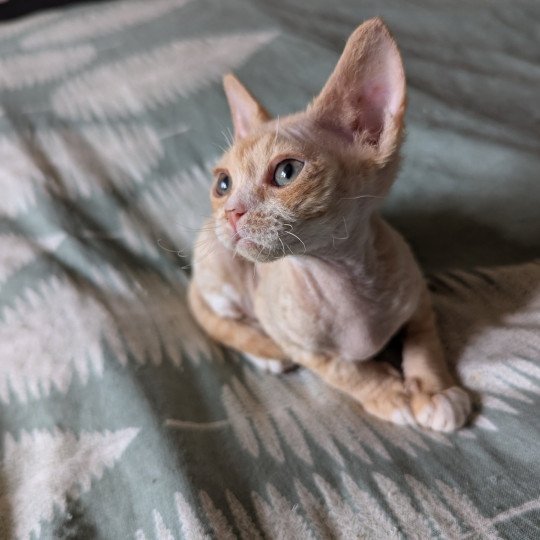 Vénus de l'arche de Vicky Femelle Devon Rex