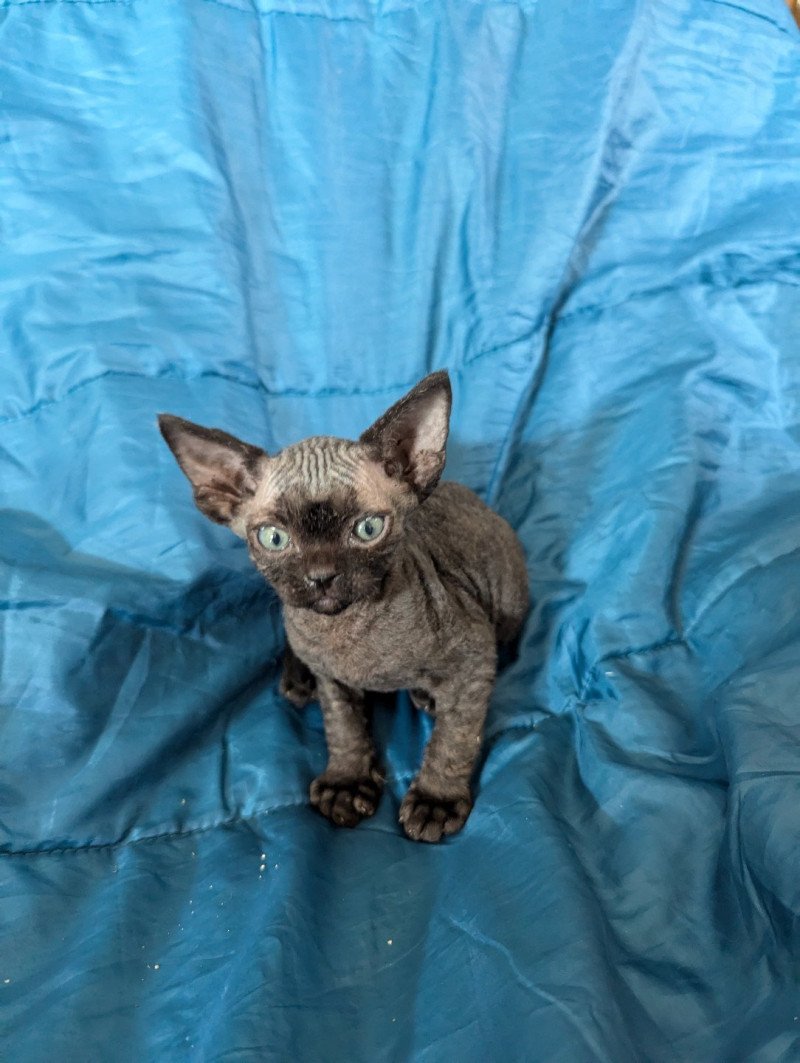 Ymir de l'arche de Vicky Mâle Devon Rex Ymir de l'arche de Vicky Mâle Devon Rex