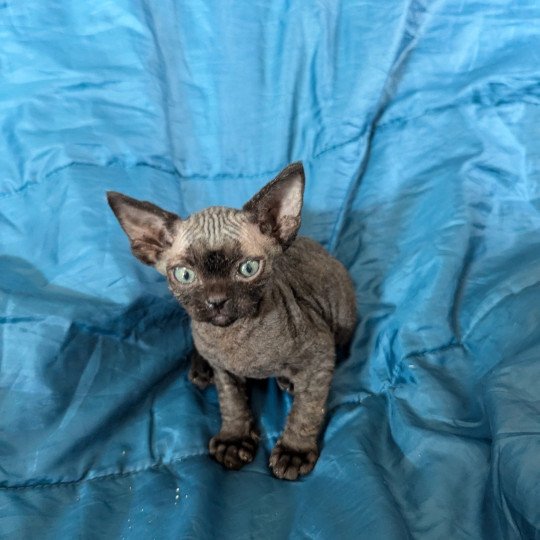 Ymir de l'arche de Vicky Mâle Devon Rex