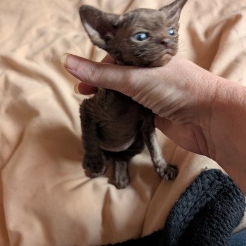chaton Devon Rex blue Chatterie de l'arche de Vicky chaton Devon Rex blue Chatterie de l'arche de Vicky