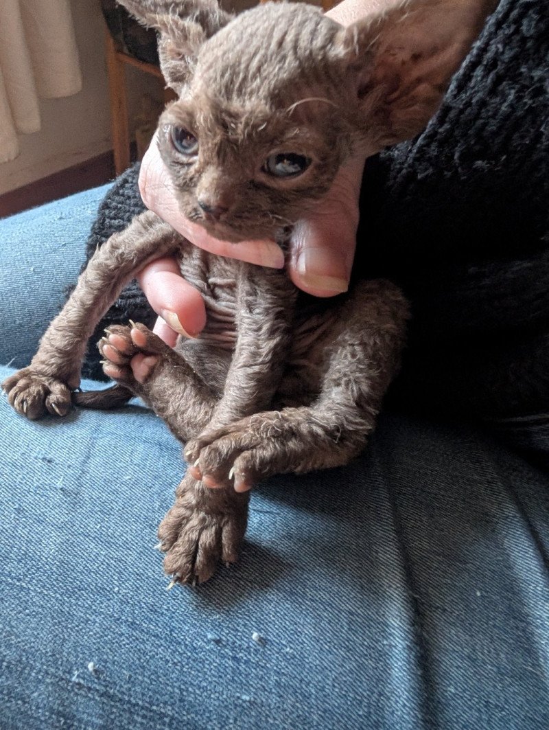 Anubis de l'arche de Vicky Mâle Devon Rex