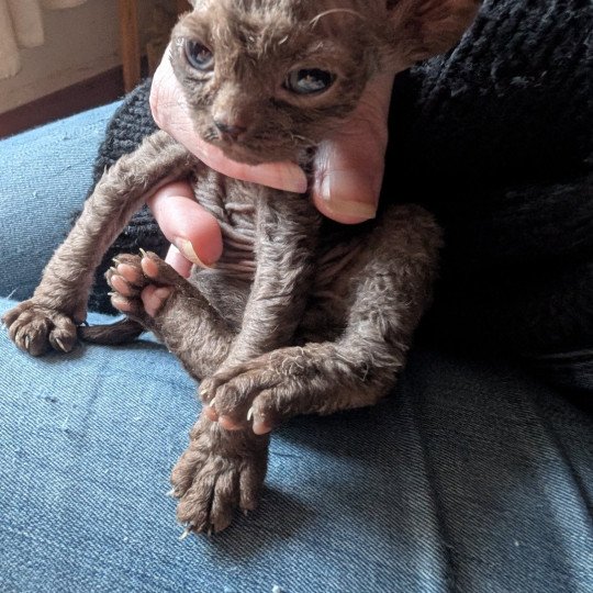 Anubis de l'arche de Vicky Mâle Devon Rex