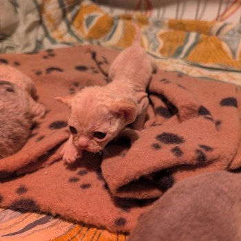 chaton Devon Rex cream Chatterie de l'arche de Vicky chaton Devon Rex cream Chatterie de l'arche de Vicky