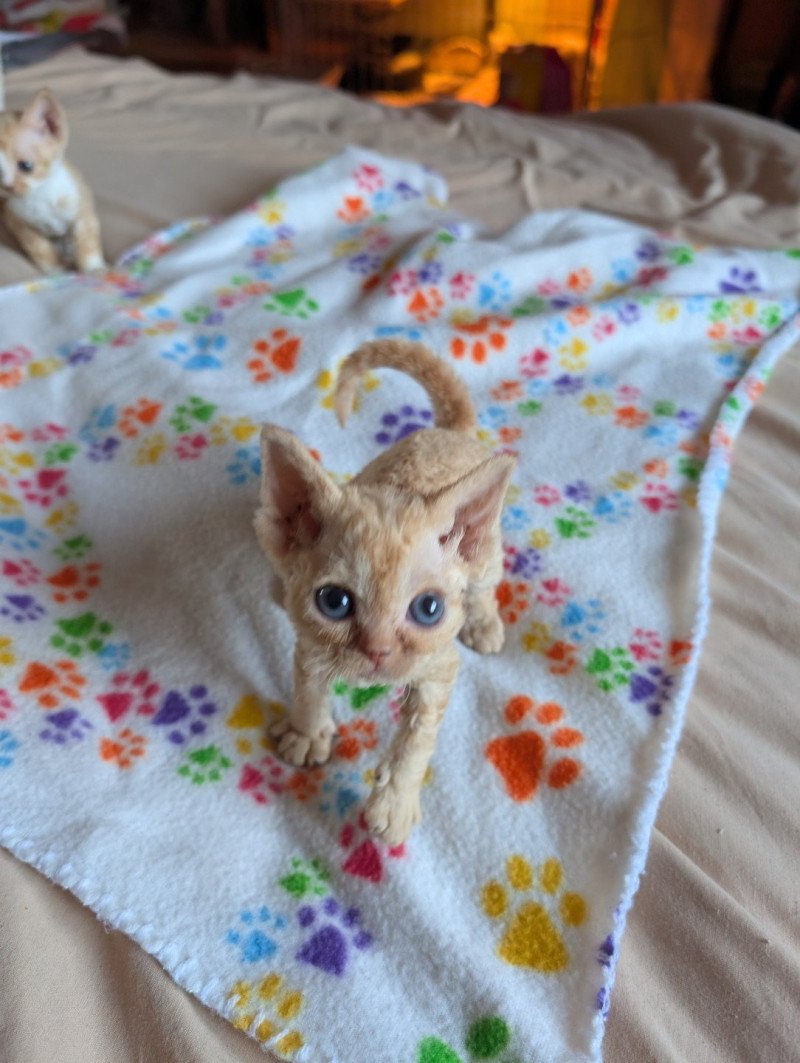 Aphrodite de l'arche de Vicky Femelle Devon Rex