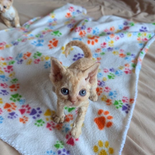 Aphrodite de l'arche de Vicky Femelle Devon Rex