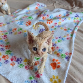 chaton Devon Rex cream Chatterie de l'arche de Vicky chaton Devon Rex cream Chatterie de l'arche de Vicky