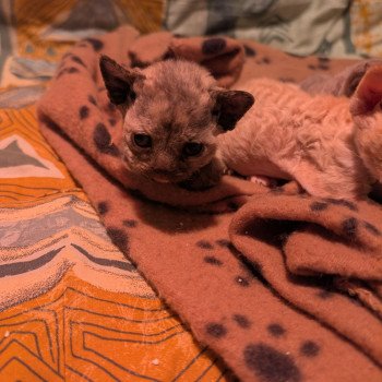 chaton Devon Rex blue tortie Chatterie de l'arche de Vicky chaton Devon Rex blue tortie Chatterie de l'arche de Vicky