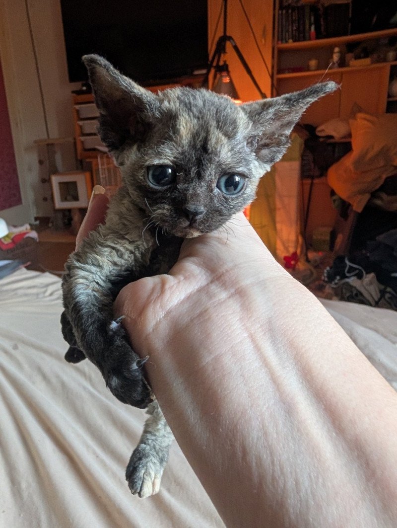 Artémis de l'arche de Vicky Femelle Devon Rex
