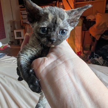 chaton Devon Rex blue tortie Chatterie de l'arche de Vicky chaton Devon Rex blue tortie Chatterie de l'arche de Vicky