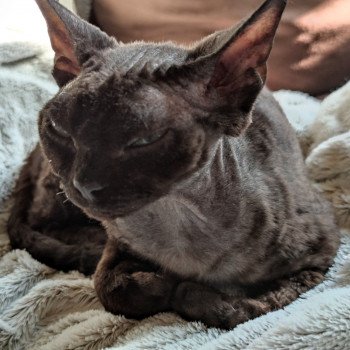 chat Devon Rex Promesse Chatterie de l'arche de Vicky chat Devon Rex Promesse Chatterie de l'arche de Vicky
