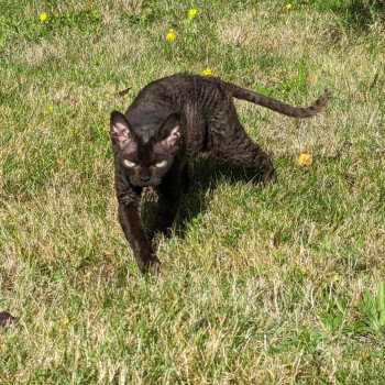 chat Devon Rex black Promesse Chatterie de l'arche de Vicky chat Devon Rex black Promesse Chatterie de l'arche de Vicky