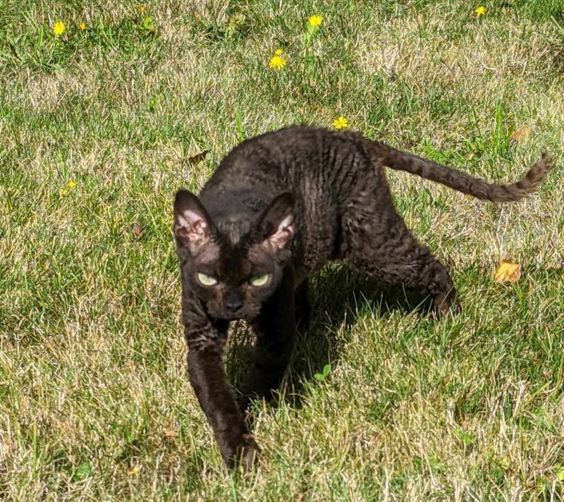 Promesse Femelle Devon Rex Promesse Femelle Devon Rex