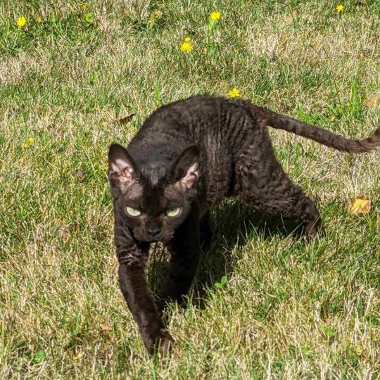 Promesse Femelle Devon Rex