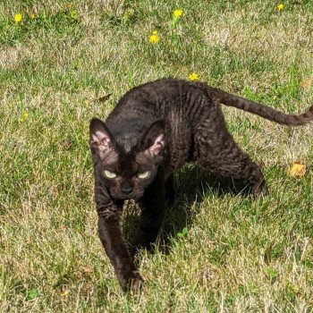 Promesse Femelle Devon Rex