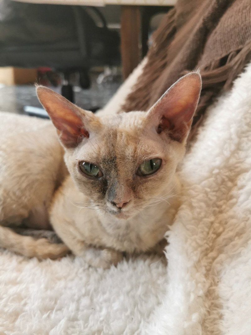 Sabba de l'arche de Vicky Femelle Devon Rex Sabba de l'arche de Vicky Femelle Devon Rex