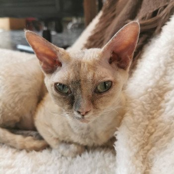 chat Devon Rex blue tortie Sabba Chatterie de l'arche de Vicky chat Devon Rex blue tortie Sabba Chatterie de l'arche de Vicky
