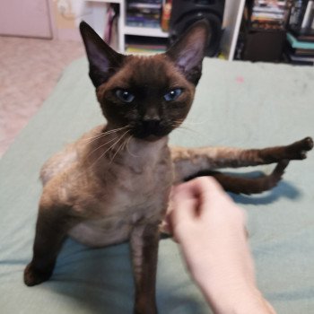 chat Devon Rex Taïg Chatterie de l'arche de Vicky