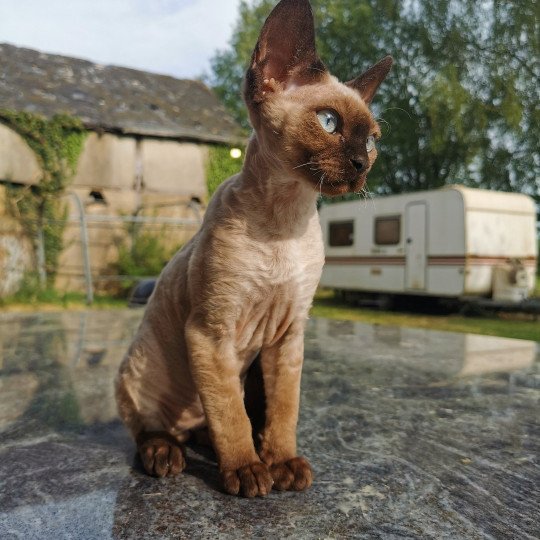 Taïg Mâle Devon Rex