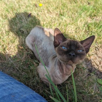 chat Devon Rex seal mink Taïg Chatterie de l'arche de Vicky