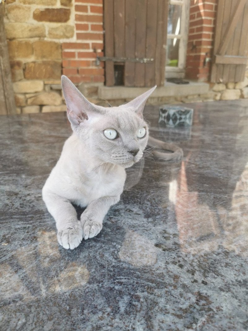 Tiny Tiffany Femelle Devon Rex
