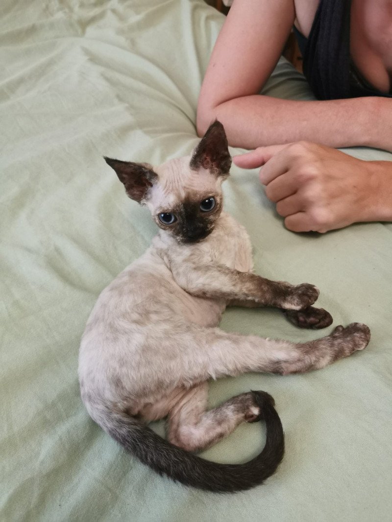Ucibel l'arche de Vicky Femelle Devon Rex