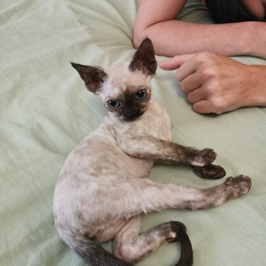 Ucibel l'arche de Vicky Femelle Devon Rex