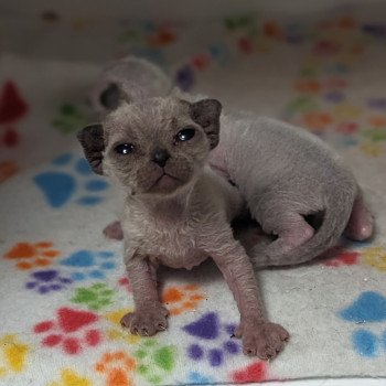 chaton Devon Rex seal mink Ukko Chatterie de l'arche de Vicky chaton Devon Rex seal mink Ukko Chatterie de l'arche de Vicky