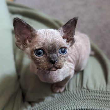 chaton Devon Rex seal mink Ukko Chatterie de l'arche de Vicky chaton Devon Rex seal mink Ukko Chatterie de l'arche de Vicky