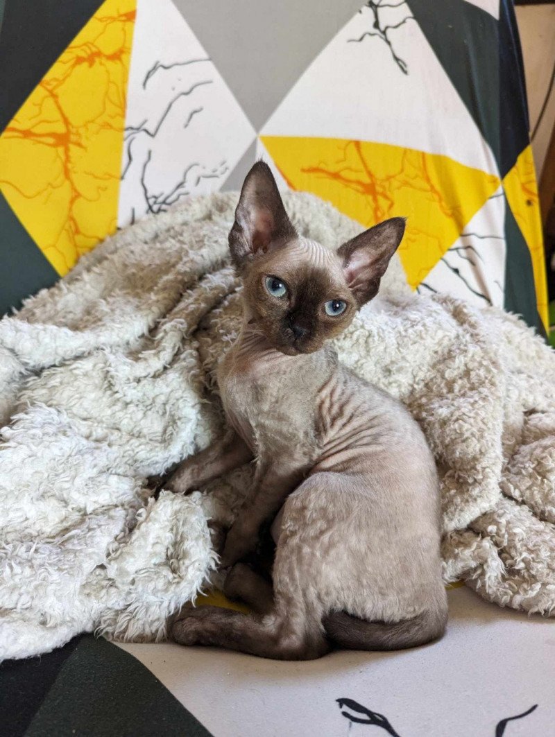 Ukko de l'arche de Vicky Mâle Devon Rex Ukko de l'arche de Vicky Mâle Devon Rex