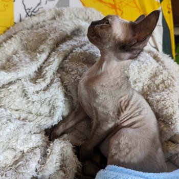 chaton Devon Rex seal mink Ukko Chatterie de l'arche de Vicky chaton Devon Rex seal mink Ukko Chatterie de l'arche de Vicky