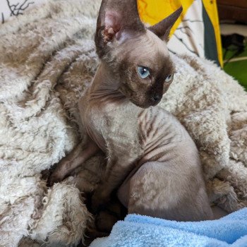 chaton Devon Rex seal mink Ukko Chatterie de l'arche de Vicky chaton Devon Rex seal mink Ukko Chatterie de l'arche de Vicky