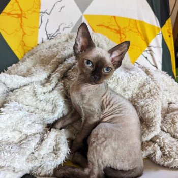 chaton Devon Rex seal mink Ukko Chatterie de l'arche de Vicky chaton Devon Rex seal mink Ukko Chatterie de l'arche de Vicky