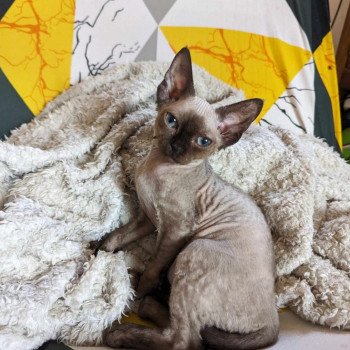 chaton Devon Rex seal mink Ukko Chatterie de l'arche de Vicky chaton Devon Rex seal mink Ukko Chatterie de l'arche de Vicky