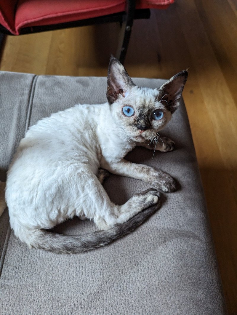 Uneige de l'arche de Vicky Femelle Devon Rex
