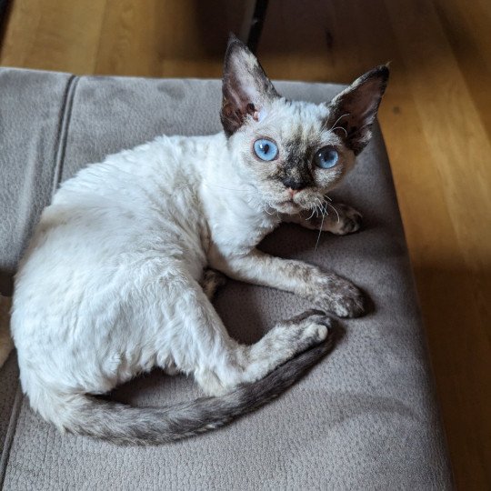 Uneige de l'arche de Vicky Femelle Devon Rex