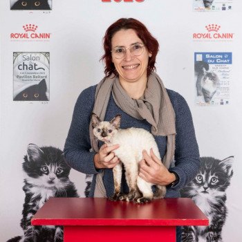 chaton Devon Rex seal tortie mink Uneige Chatterie de l'arche de Vicky chaton Devon Rex seal tortie mink Uneige Chatterie de l'arche de Vicky