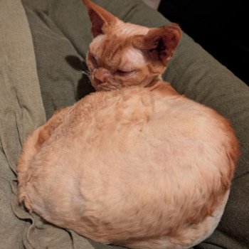 chat Devon Rex red white Unki Chatterie de l'arche de Vicky chat Devon Rex red white Unki Chatterie de l'arche de Vicky