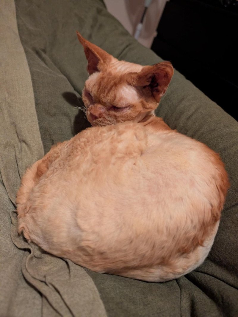Unki des 3 Ginkgo Mâle Devon Rex Unki des 3 Ginkgo Mâle Devon Rex