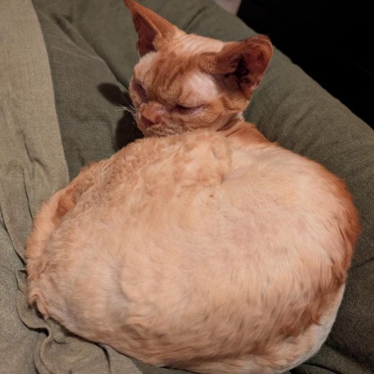 Unki des 3 Ginkgo Mâle Devon Rex
