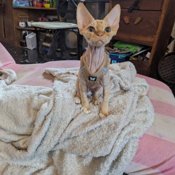 chat Devon Rex red white Unki Chatterie de l'arche de Vicky chat Devon Rex red white Unki Chatterie de l'arche de Vicky