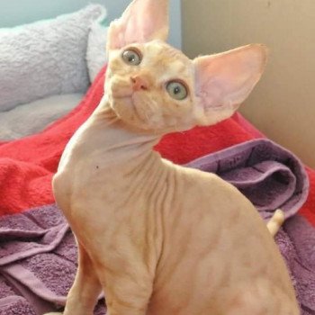 chat Devon Rex red white Unki Chatterie de l'arche de Vicky chat Devon Rex red white Unki Chatterie de l'arche de Vicky