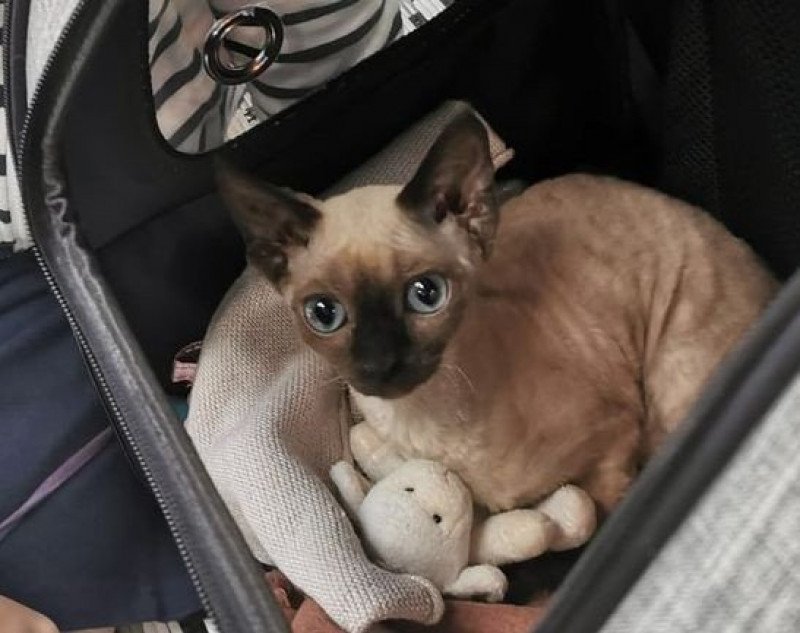 Ussia l'arche de Vicky Femelle Devon Rex Ussia l'arche de Vicky Femelle Devon Rex